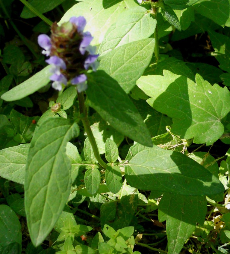 Prunella vulgaris